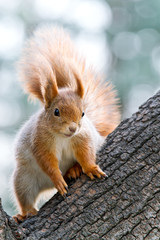 squirrel on a tree in winter park