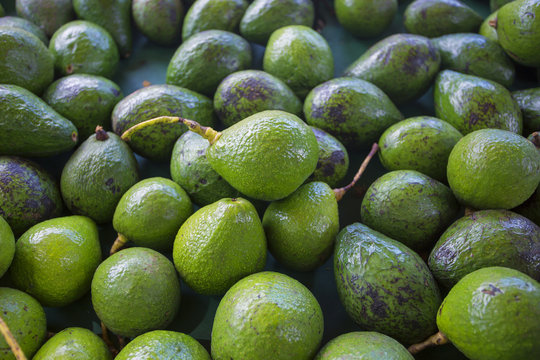A large pile of ripe green healthy avacados at an outdoor market