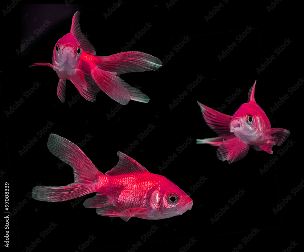 Wall mural carassius auratus auratus - gold fish - aquarium fish on black background