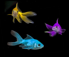  gold fish -  aquarium fish on black background