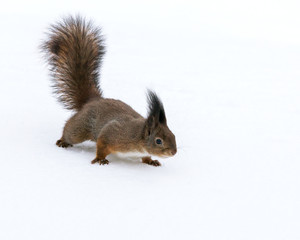 red squirrel walking on snow