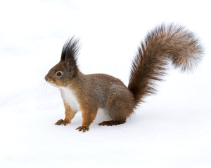 Naklejka na ściany i meble squirrel closeup with white snow in winter