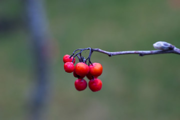 rowan branch