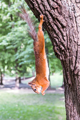 squirrel hanging on a tree