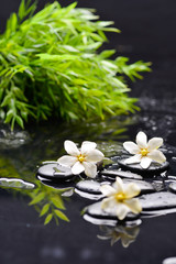 Fototapeta na wymiar Still life with gardenia with green plant on black pebbles 