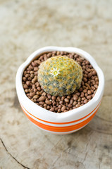 mammillaria schiedeana in flower pot