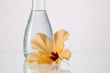 The vase with clean water and hibiskus flower © Radomir Rezny