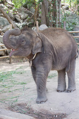Fototapeta premium baby Asian elephant