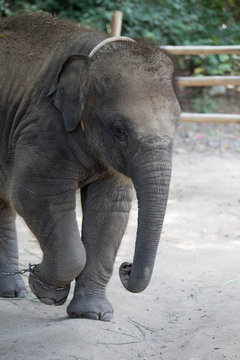 baby  elephant walking