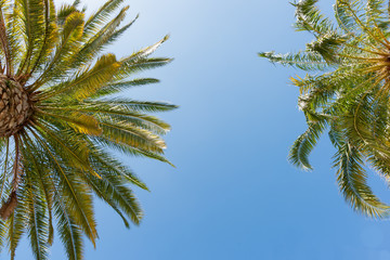 Fototapeta na wymiar Tropical palms against blue sky.
