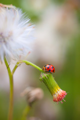 Ladybug on flowers