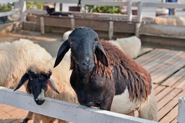 sheeps in a farm