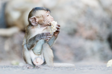 Baby monkey eating durian.