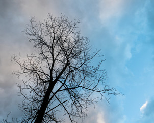 Fall colors on trees