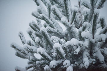 christmas evergreen pine tree covered with fresh snow