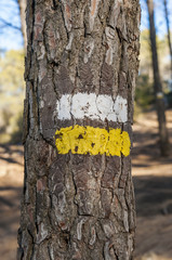 White and yellow marks of a Short Waymarked Path (PR) on the trunk of Aleppo Pine. Photo taken in Buendia, Cuenca, Spain.