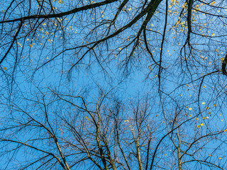 Fall colors on trees