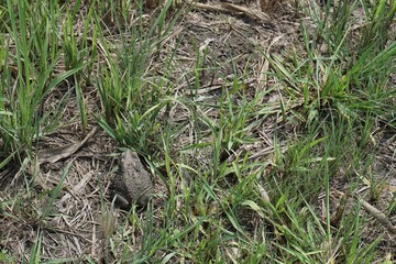 toad at the grass field