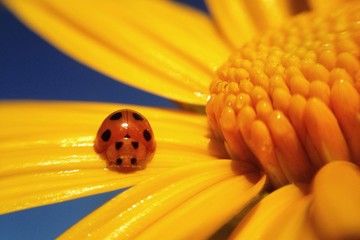 macro shot tiny ladybug on maxican sunflower  © madcat_madlove