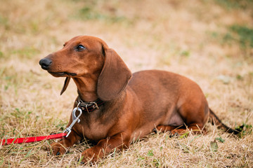 Brown Red Dachshund Dog play outdoors