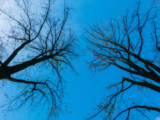 Fall colors on trees