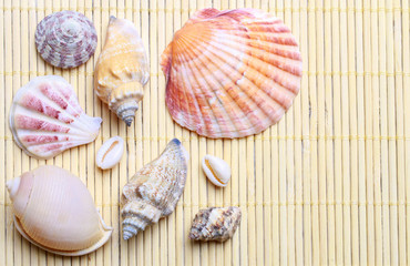 Seashells - symbol of happy holidays
