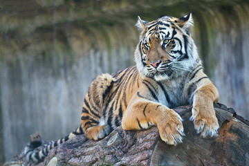  female Sumatran tiger, Panthera tigris sumatrae - obrazy, fototapety, plakaty