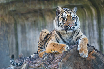  female Sumatran tiger, Panthera tigris sumatrae