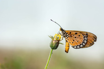 butterfly on flower