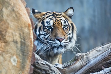  female Sumatran tiger, Panthera tigris sumatrae