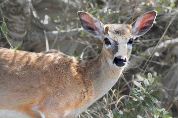 Endangered Florida Key Deer (Odocoileus virginianus clavium)