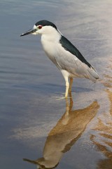 Black-crowned Night-Heron