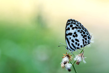 Naklejka na ściany i meble butterfly on flower (Common Pierrot)