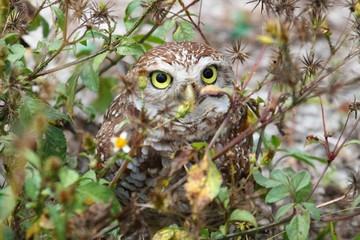Burrowing Owl (athene cunicularia)