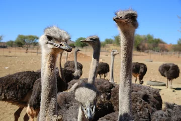 Fotobehang Struisvogel Struisvogels in Oudtshoorn. Zuid-Afrika