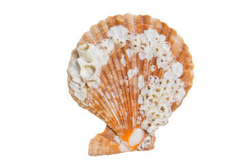 Seashell isolated on white background
