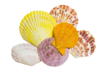 Seashell isolated on white background