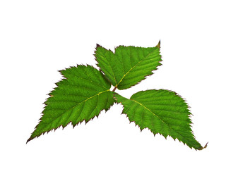 Blackberry leaf isolated on white background