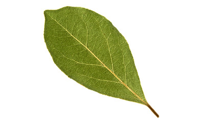 Dried bay leaf isolated on white background