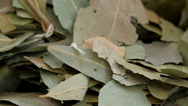 Lots of laurel leaves used for cooking. Laurus nobilis is an aromatic evergreen tree or large shrub with green glossy leaves native to the Mediterranean region.