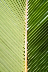 green coconut branch texture