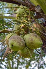 coconut tree in garden , Cocos nucifera