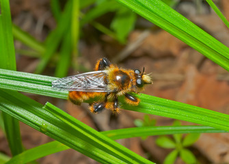 Haired fly 6