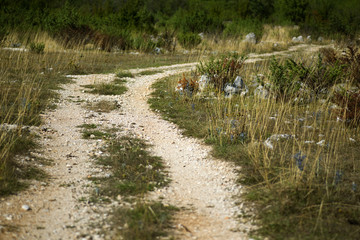 Country road in dalmatian outback