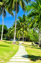 Obraz premium Pathway in coconut tree with blue sky