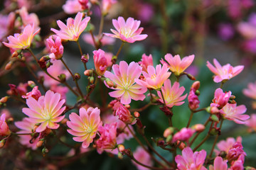 Obraz premium Gewöhnliche Bitterwurz (Lewisia cotyledon)