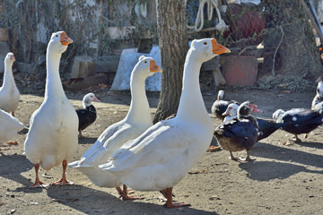 Geese 18