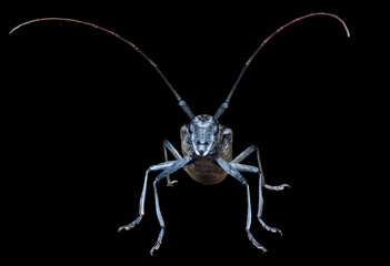 Capricorn beetle 14
