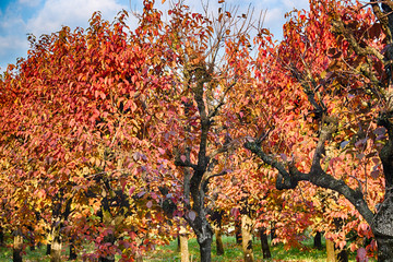 persimmon trees in regular files