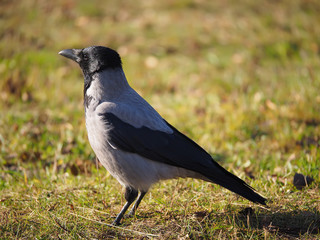 Crow on the bank of the river
